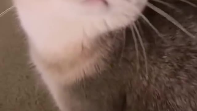 Sooo cuttteeee cat