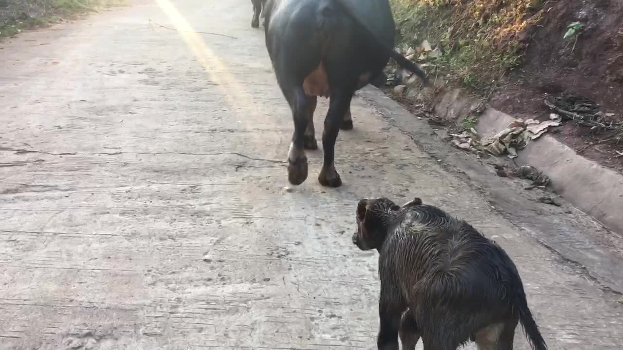 the buffalos go in rows