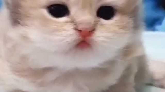 SOO CUTE - CUTE LITTLE CAT ! #shorts