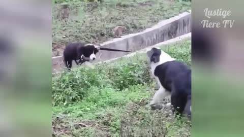 Super Cute | Best Funny Cats and Dogs Compilation