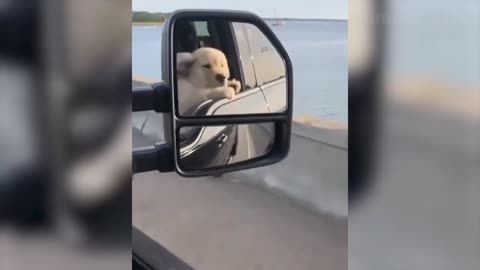 Funny dogs and cats