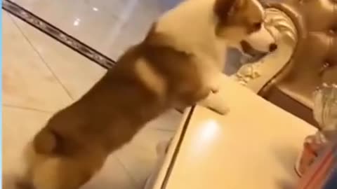 Dog works out during lockdown😂