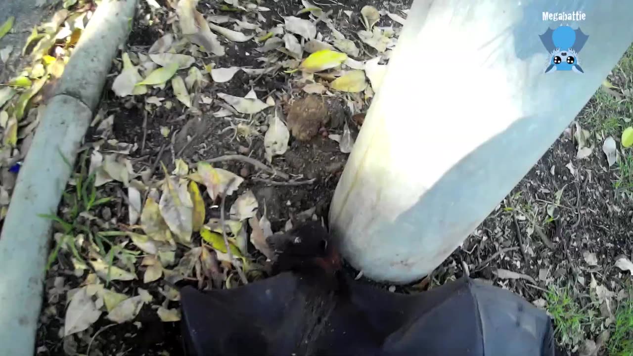 Rescuing a flying-fox under a bench this is Freddi