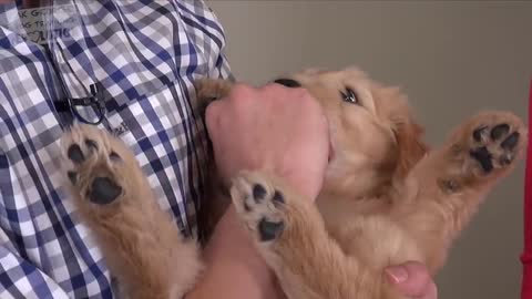 3 Easy Things to Teach your NEW PUPPY!