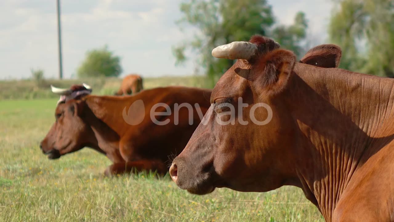 Grazing Cows at Farm