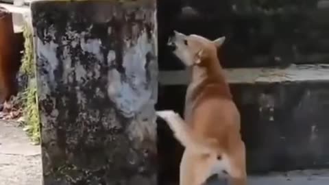 Funny dog Video Ever Part05