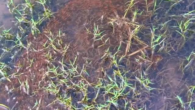 Flocks of fish focus on swimming like a flash flood