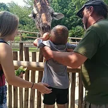 Giraffe 🦒 feeding