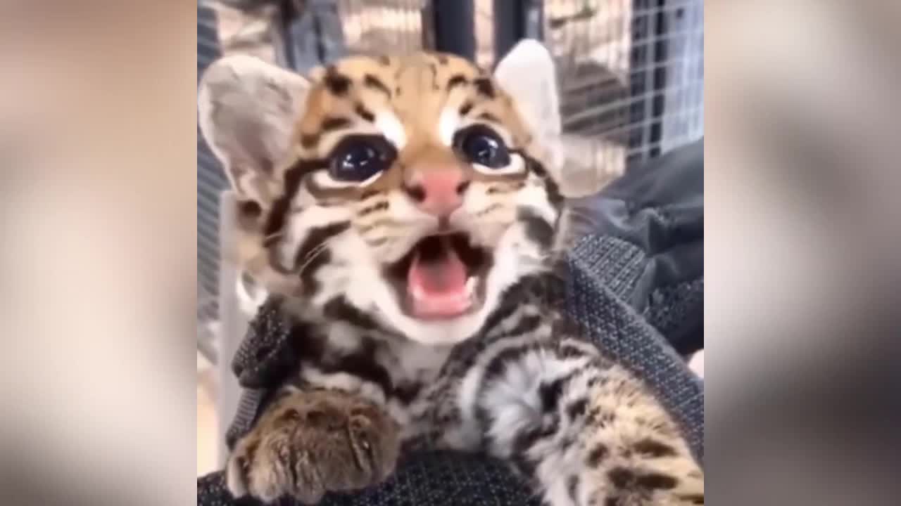 cute animals