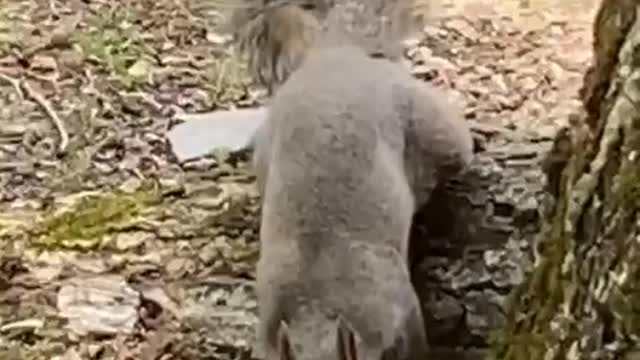 Squirrel Enjoying French fries with us