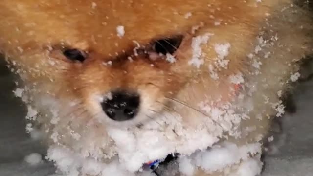 My dog REALLY loves snow…