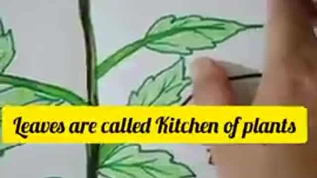 Parts of Plants - How to draw a plant