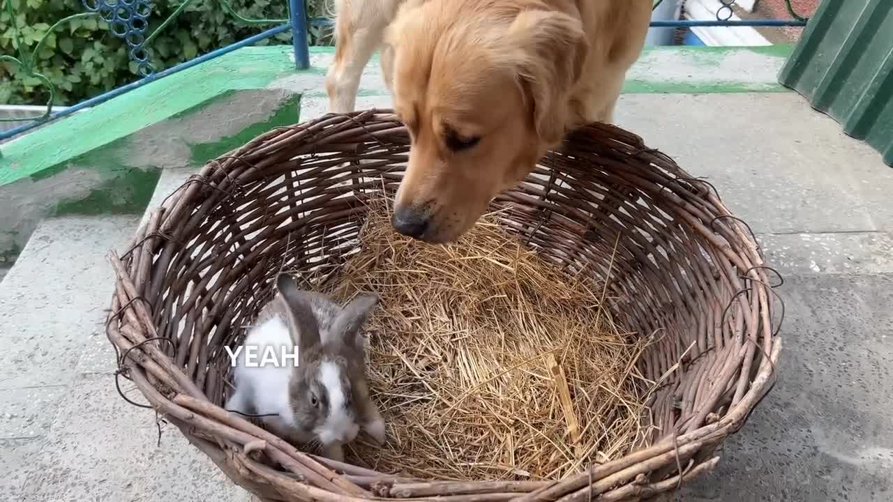 Gentle Golden Retriever Meets A Bunny For The First Time