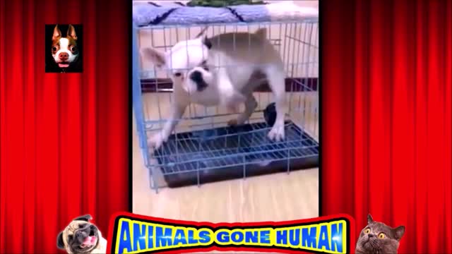 Dog trying for a "Cage Break"