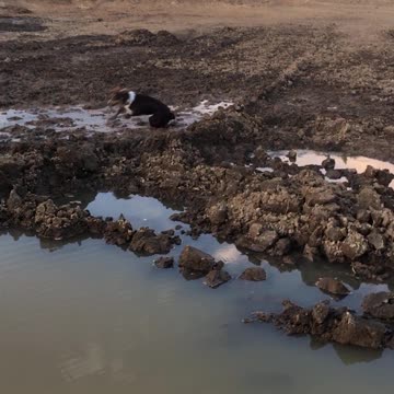 Rascal getting dirty