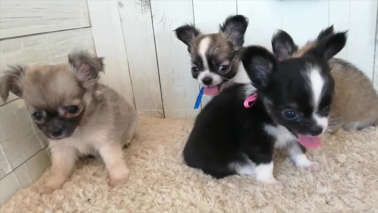 Cute puppies