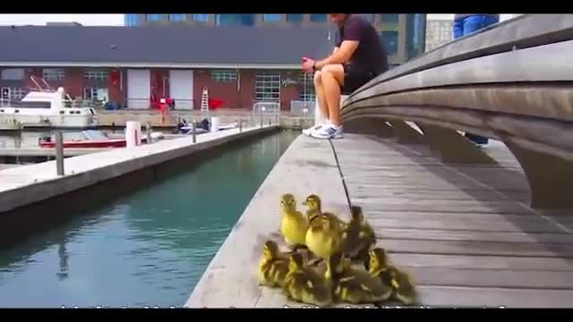 brave teal duck