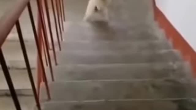 cute dog walking up the stairs 2021