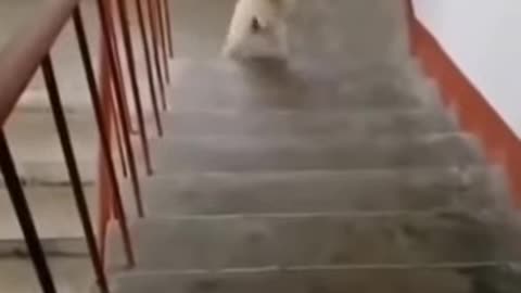 cute dog walking up the stairs 2021