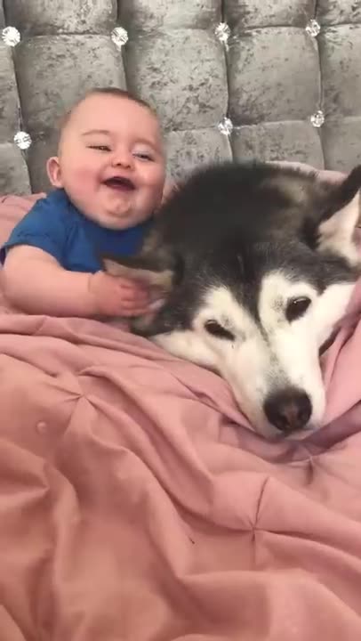 Husky & Baby Becoming Best Friends!