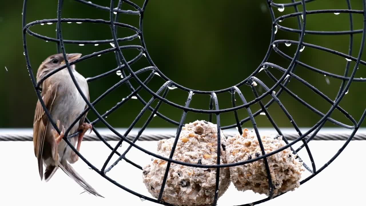 A bird in the rain๐ฆ๐๐ง