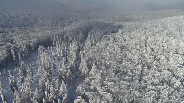 Snowed Forests