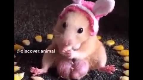 Cutest baby animal video