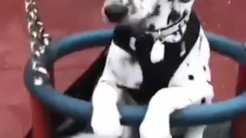 Dog funny video