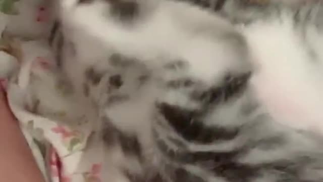 Shorts funny kitten videos complition11