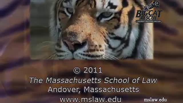 Inside the exotic animal trade in America -The plight of tigers in the U.s.