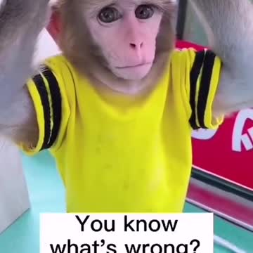 Funny video animal wildfire Cute Monkey Video