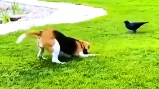 Mischievous cats and dogs create havoc