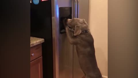 Cute Pets Funniest Videos