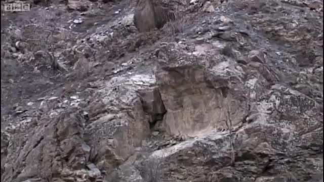Mother and Cub Snow Leopard Behaviour | Snow Leopard: Beyond the Myth | BBC Earth