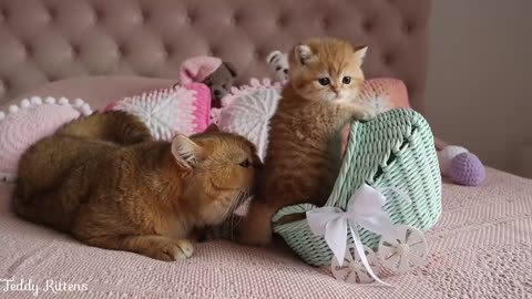 William the cat babysits his granddaughter Pixelina