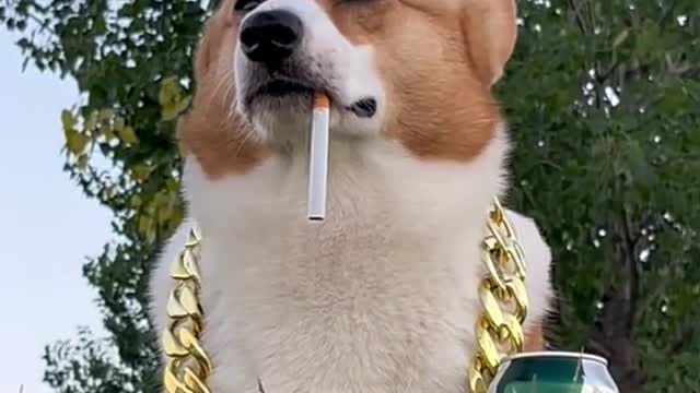 smoking and drinking dog