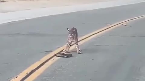 Tiger cub playing with snake