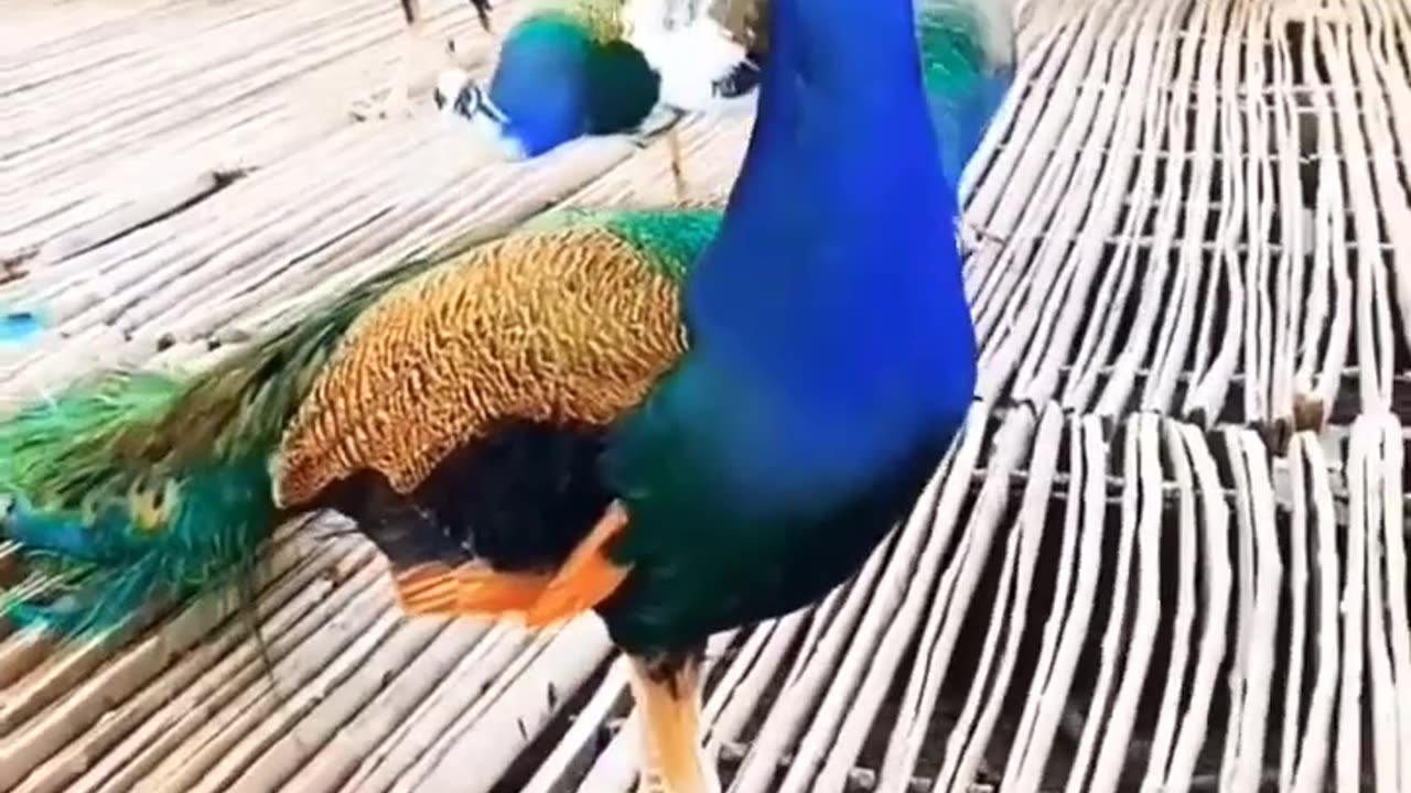 | Beautiful peacock |