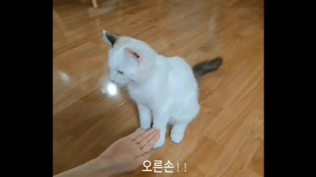 Trained cat video