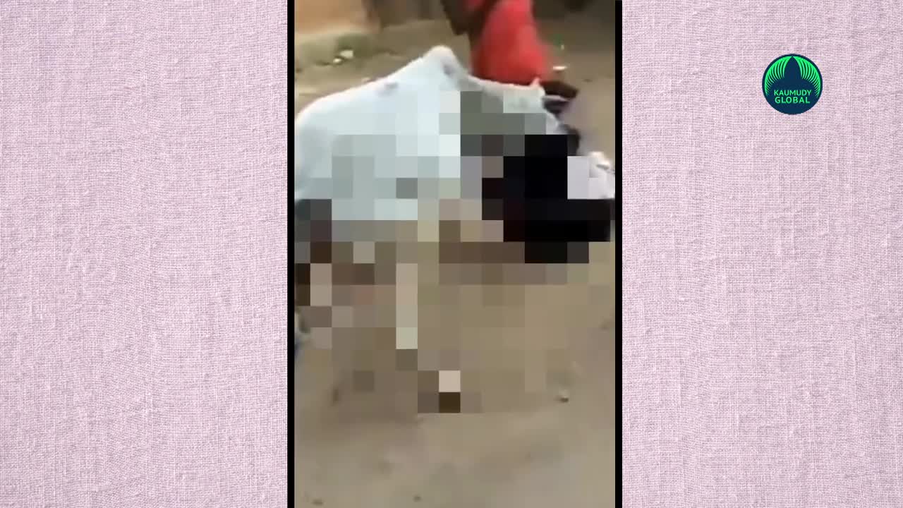 Cow attacks man to save dog from ‘cruel’ man!