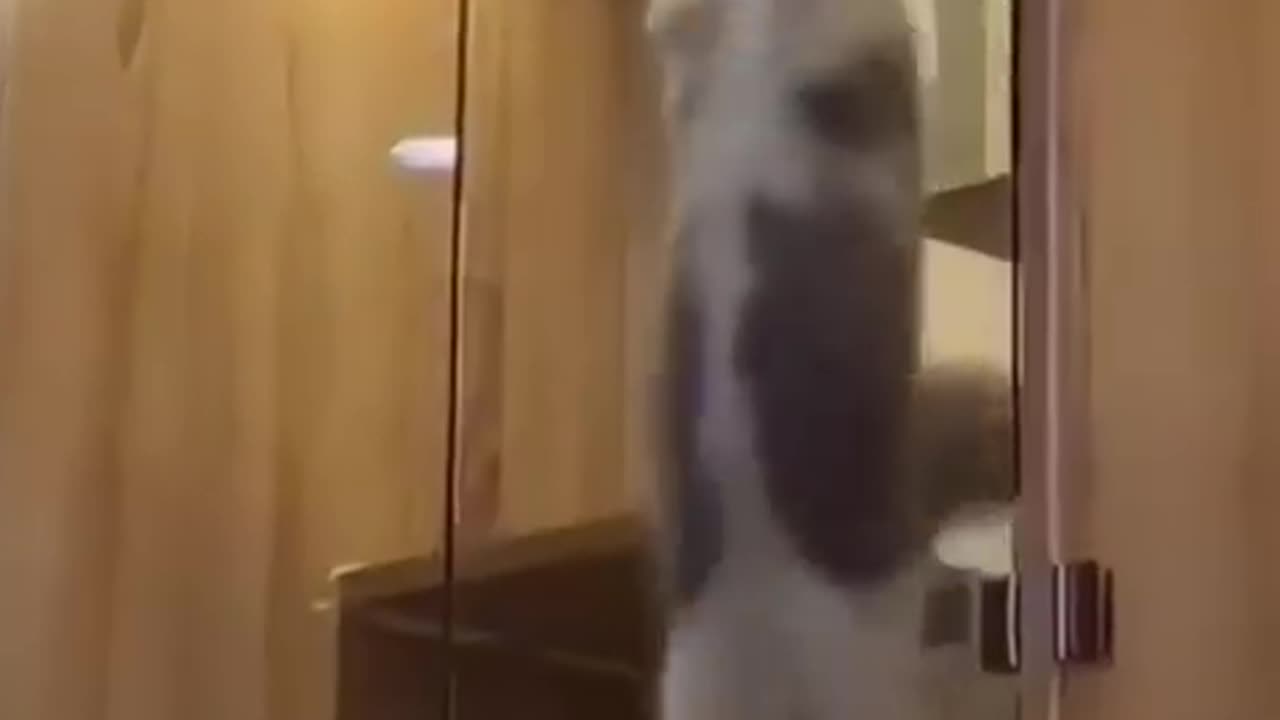Cute and funny cat #cat #cute #kitten #pets #meow#shorts #dog