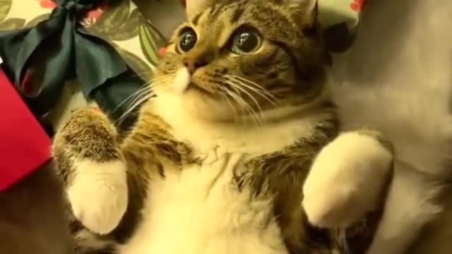 The cat
