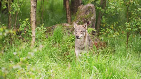 Beautiful grey wolf looking after prey in the dense summer forest