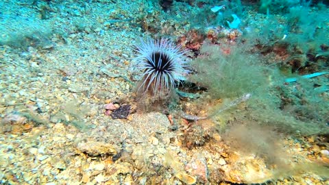 Underwater Seascapes 4K