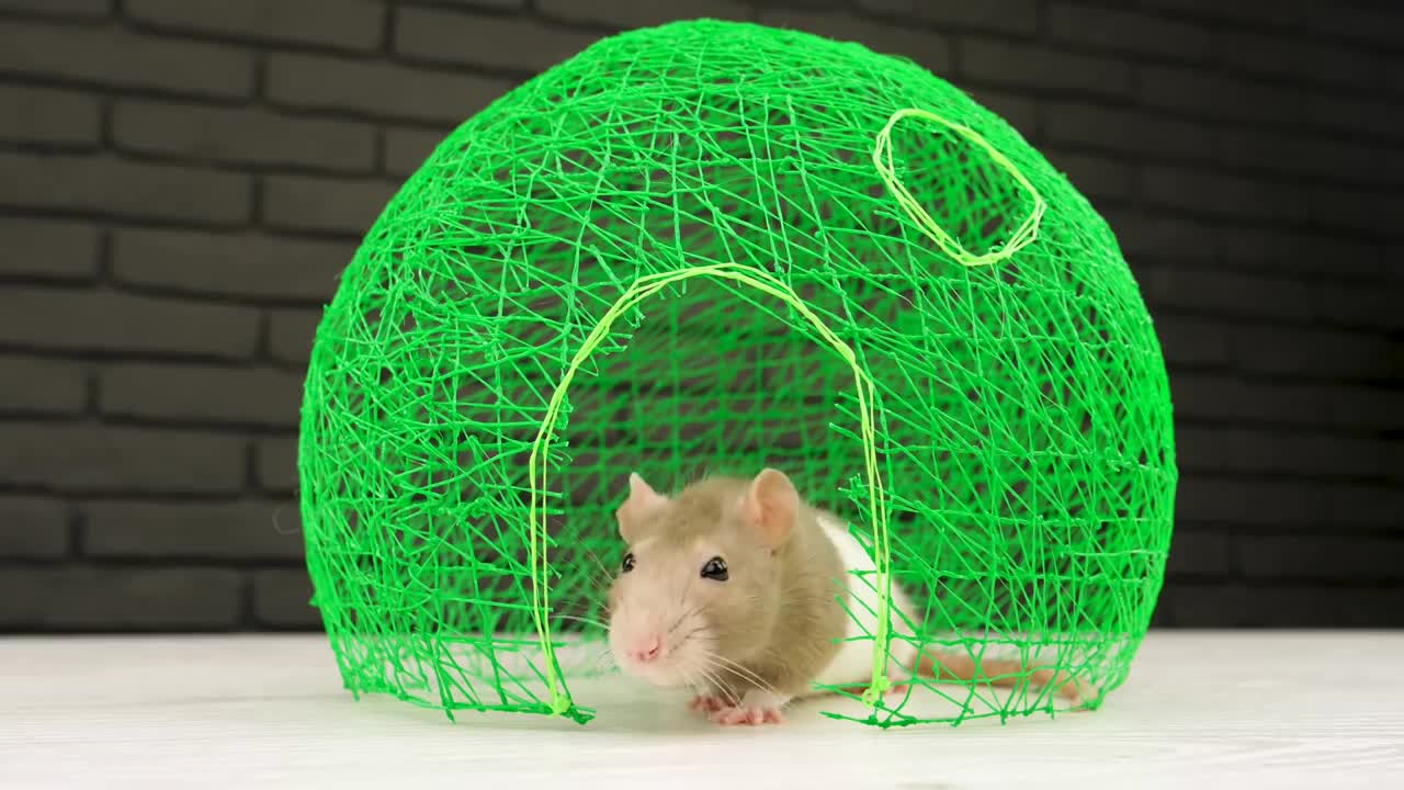 How to Draw Watermelon House with 3D PEN for Pet Rat