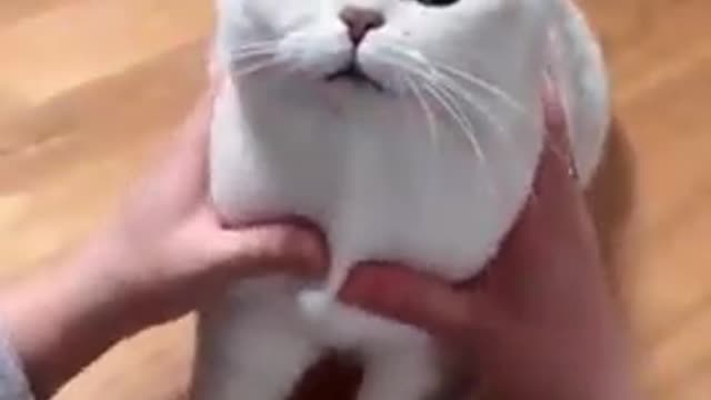 Lovely and cute cat video