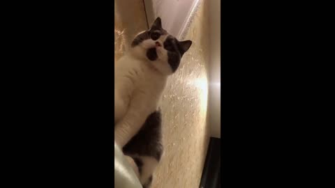 cool cat