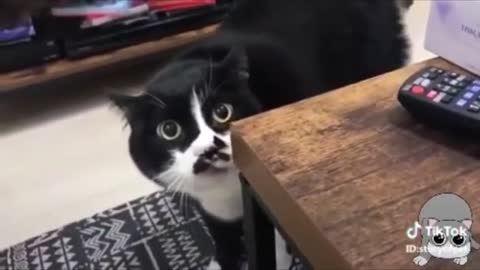 Funny Cats Can Speak! Try not to laugh