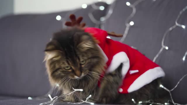 Close up portrait of a tabby fluffy cat dressed as Santa Claus lies