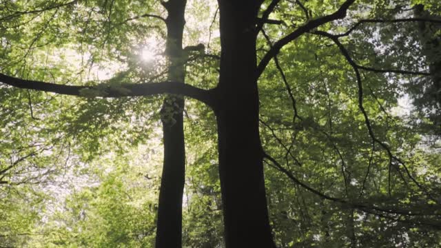 Huge trees in a large green forest